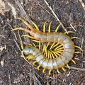 Skolopender (Scolopendra sp.)